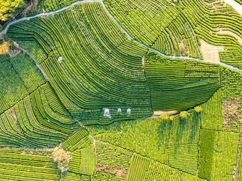 استفاده از تصاویر ماهواره‌ای و هوش مصنوعی در مزارع هند